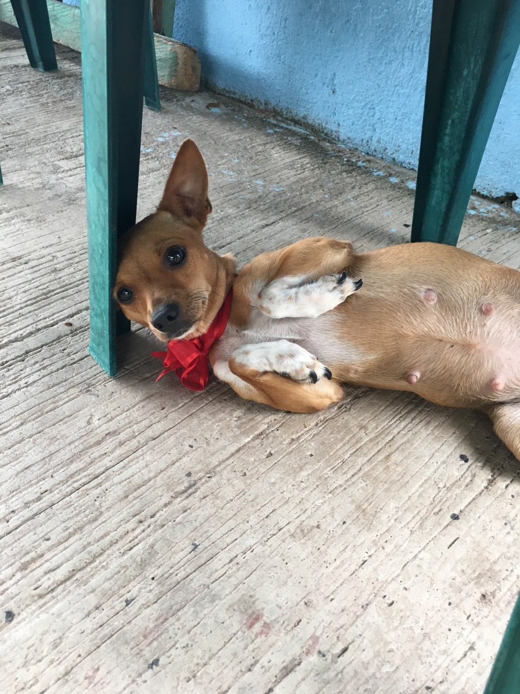 Living Like a Local: ¡Pobre&nbsp;Perrita!